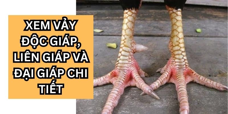 Giới thiệu thông tin sơ lược về vảy độc giáp, liên giáp và đại giáp