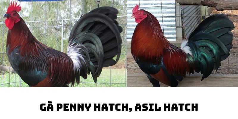 dong ga hatch penny asil