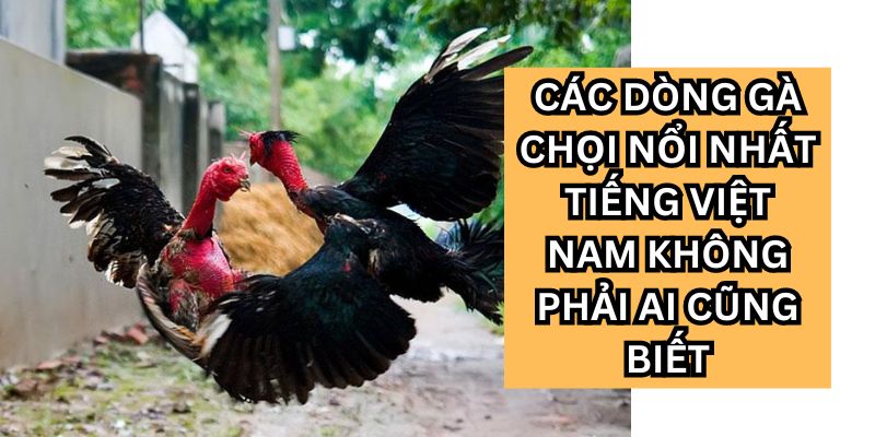 Các Dòng Gà Chọi Nổi Nhất Tiếng Việt Nam