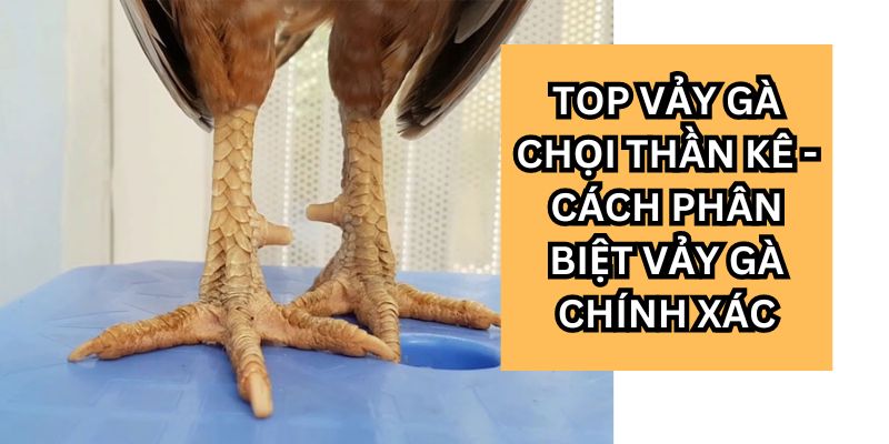 Top Vảy Gà Chọi Thần Kê – Cách Phân Biệt Vảy Gà Chính Xác