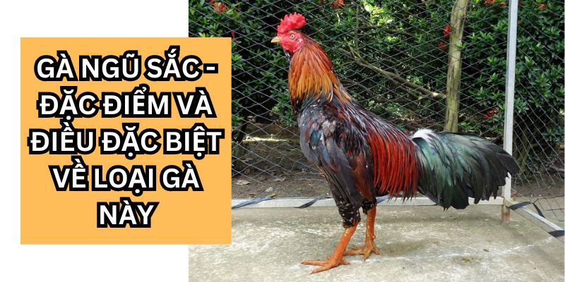 Đặc điểm nhận biết gà ngũ sắc dễ dàng nhất