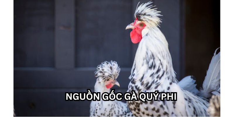 nguon goc ga quy phi