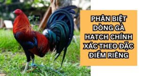 phan biet dong ga hatch1