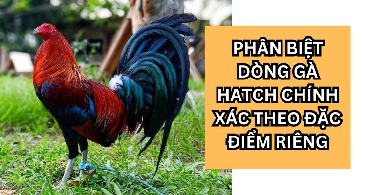 phan biet dong ga hatch1