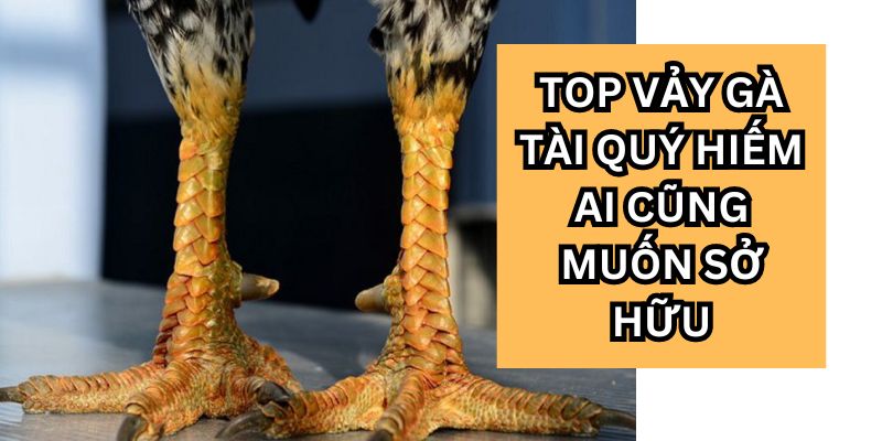 Top Vảy Gà Tài Quý Hiếm Ai Cũng Muốn Sở Hữu