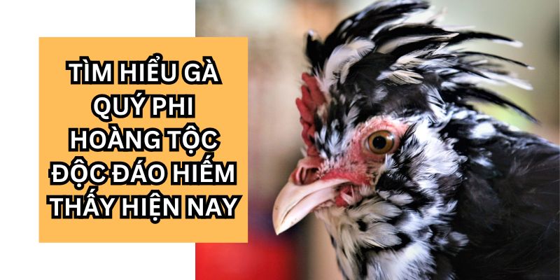 Tìm Hiểu Gà Quý Phi Hoàng Tộc Độc Đáo Hiếm Thấy Hiện Nay