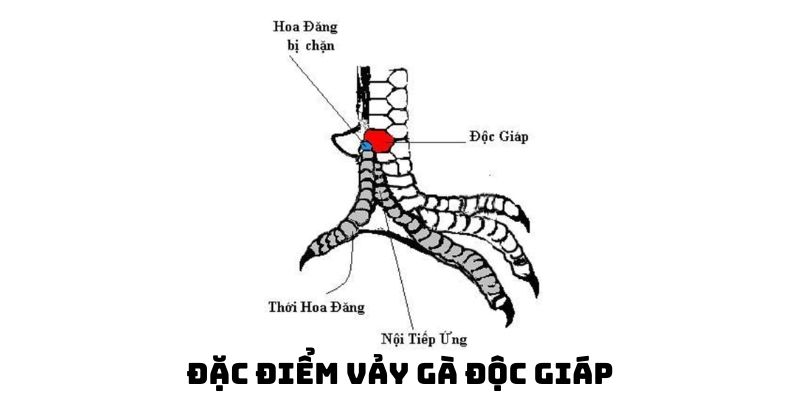 vay doc giap lien giap va dai giap vay doc giap