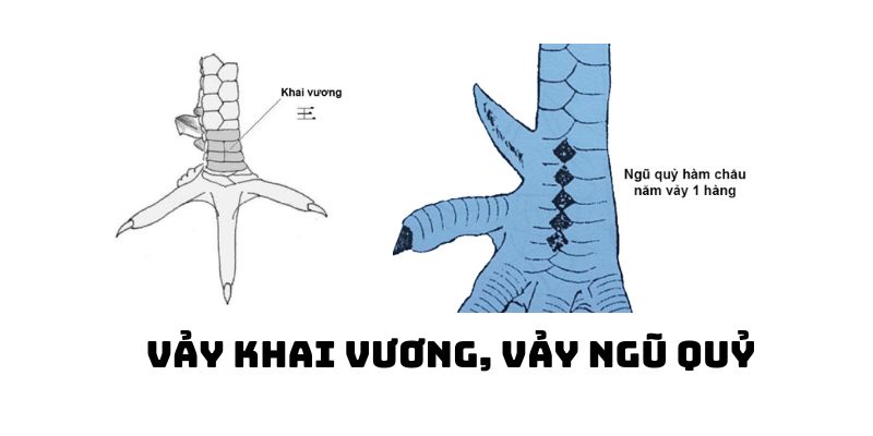 vay ga tai khai vuong ngu quy